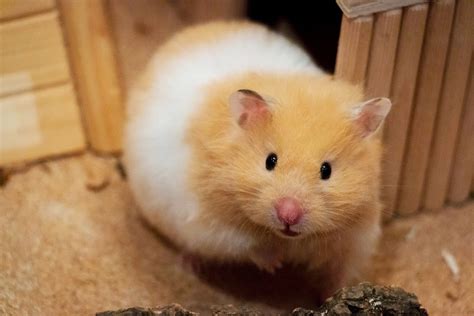 shamster|Pet Hamster Breed Information